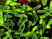 Бактерии туберкулеза могут управлять иммунитетом человека