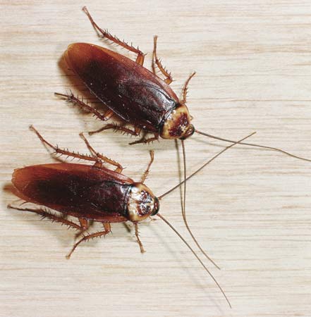Тараканы помогут человечеству одолеть зловредные бактерии
