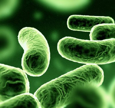 ВОЗ: миру угрожает супербактерия NDM-1